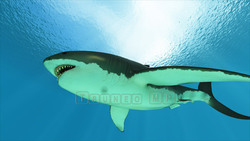 圖像 CG 鯊魚