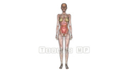 映像CG 人体 Skeleton120221-004